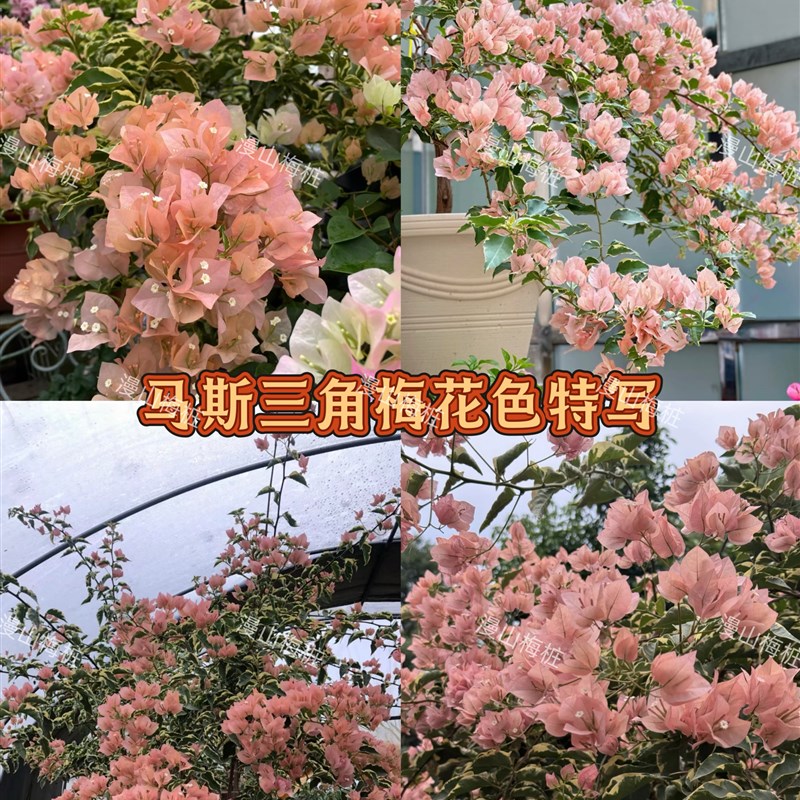 马斯三角梅原生苗带花发货 三色马斯高飘枝嫁接老桩四季勤花