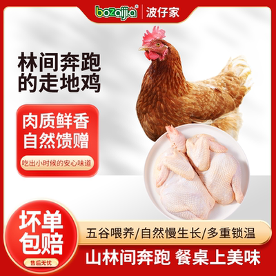 bozaijia黄孝母鸡农家散养母鸡