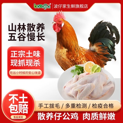 bozaijia散养仔公鸡新鲜现杀