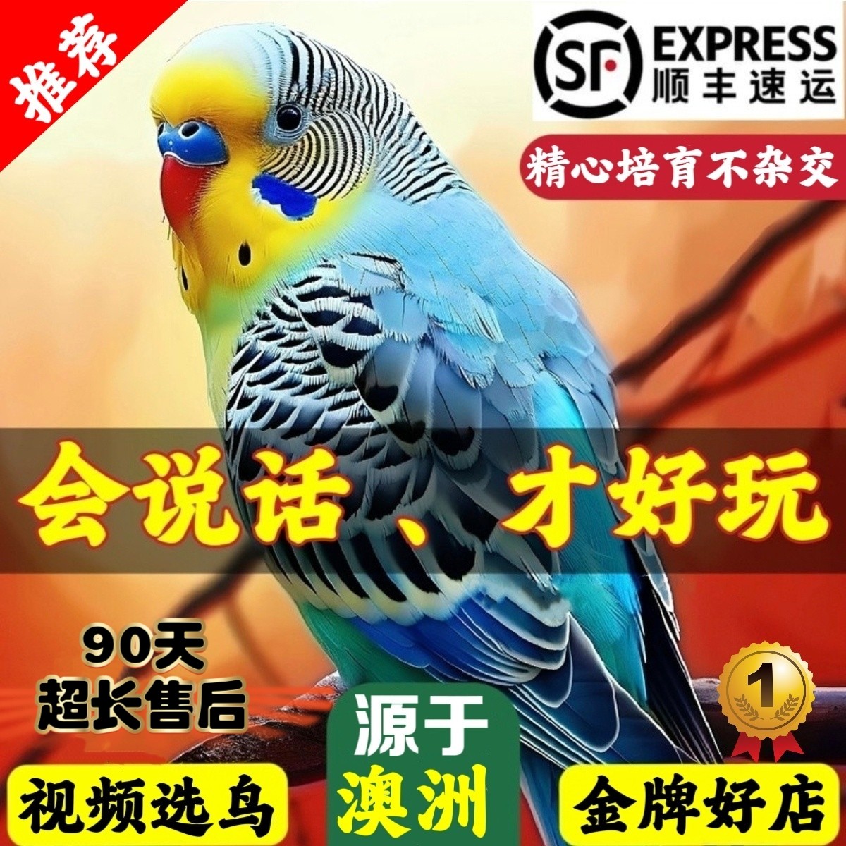 【官方推荐】纯种会说话的鹦鹉