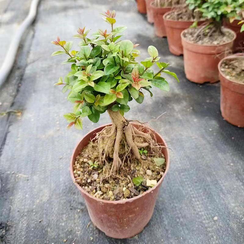 老桩提根小叶雀梅盆景素材室外耐晒耐寒好养易活小绿植花苗木树桩图片