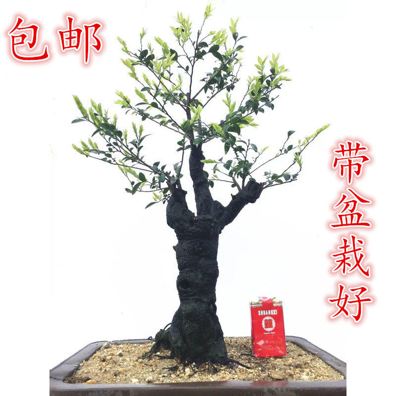 精品小叶紫檀盆景树苗黑骨茶黑檀木树桩植物盆栽办公桌面阳台绿植