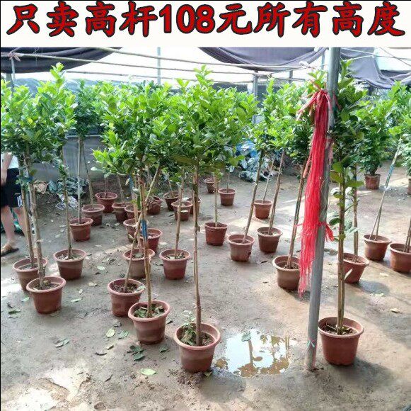 柠檬树盆栽室内客厅大型绿植柠檬苗观果植物尤力克高杆香水柠檬树