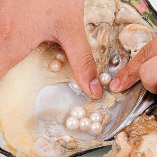 珍珠蚌活蚌自己开珍珠河蚌活蚌老蚌珍珠蚌壳自己开珍珠手开鲜活