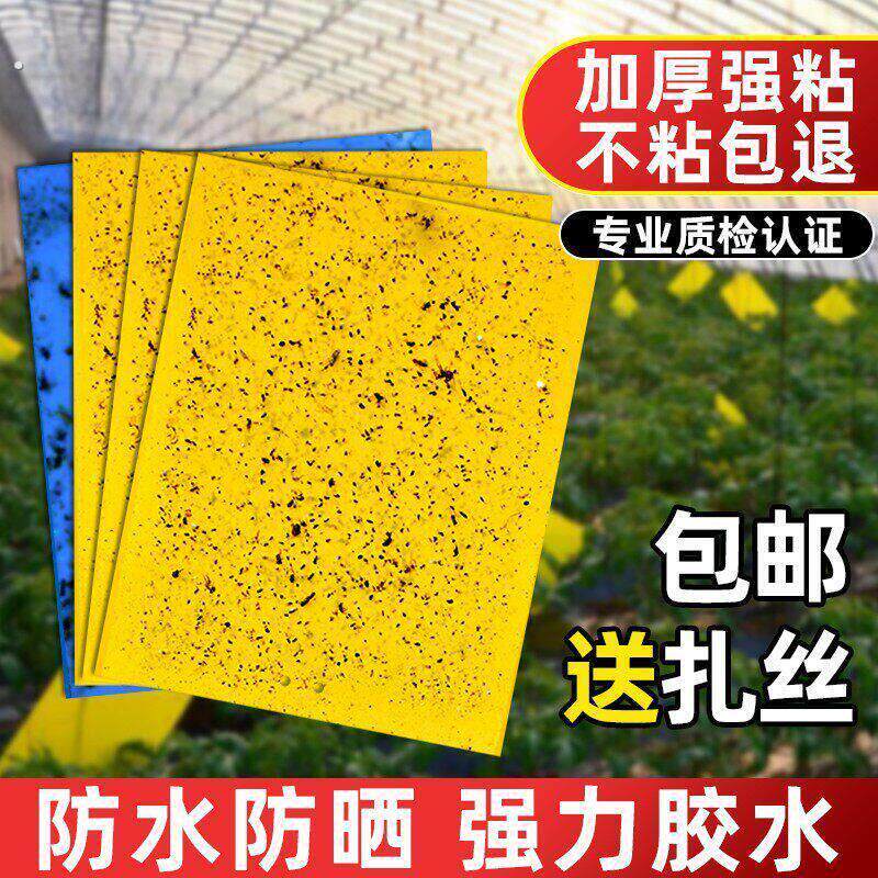 粘虫板黄板双面大棚菜园小飞虫果蝇诱捕器粘蚊贴苍蝇贴果园粘蝇纸