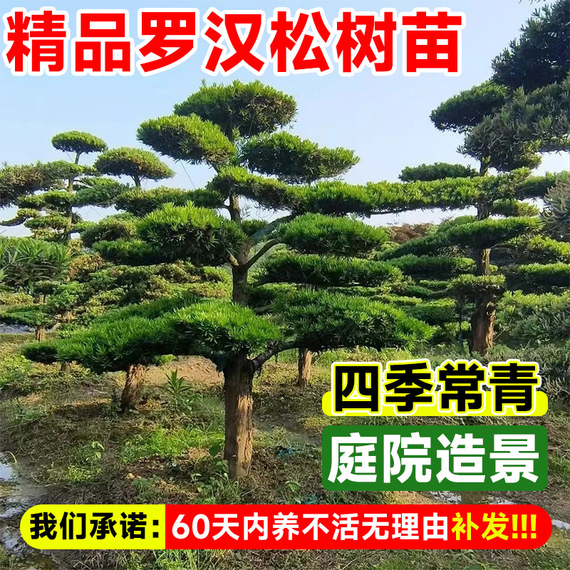 罗汉松庭院造型树老桩盆景迎客松真树黑松进口别墅罗汉松景观树