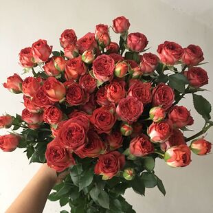 巧克力玫瑰多头小玫瑰泡泡云南直发昆明直批插基地斗南花市玫瑰花
