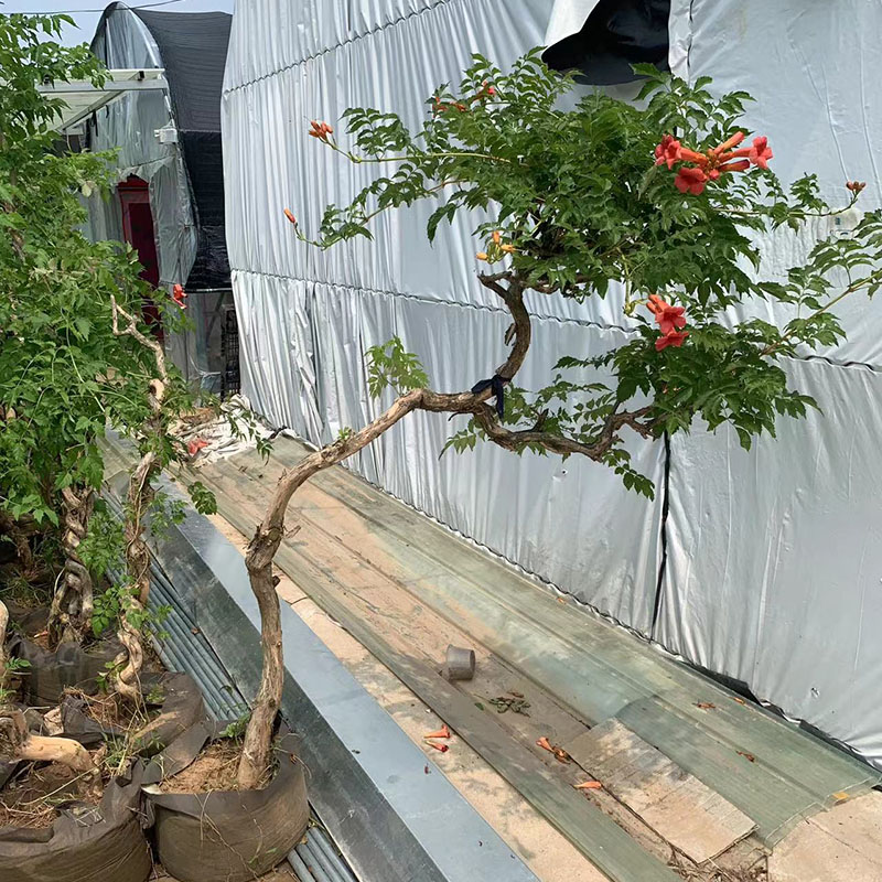 凌霄花树苗爬藤植物攀援大颗2厘米粗地栽盆栽阳台庭院耐寒好活