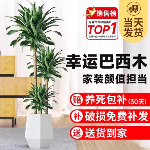 幸运巴西木铁树盆栽室内客厅旺宅大型绿植办公室新房落地盆景植物