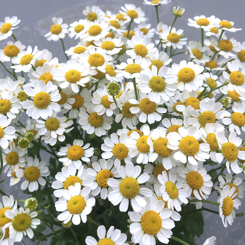 基地小洋甘菊鲜花花束野餐云南直发昆明直批斗南花市插花水养真花