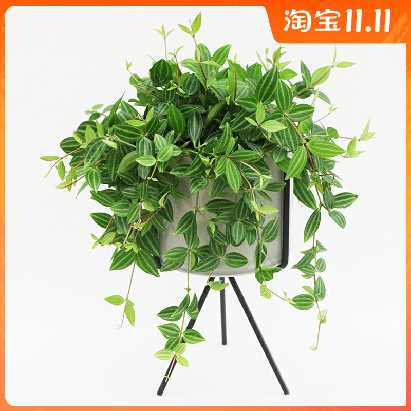 花与花器 钻石翡翠 白脉椒草盆栽绿植 室内耐阴植物 好养美观
