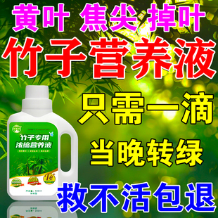 竹子肥料预叶子发黄急救焦尖烂根水培富贵竹盆栽生根营养液