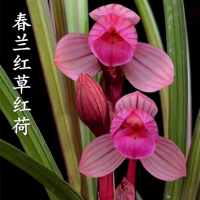 矮春兰红草红荷名贵荷瓣兰花浓香好养室内室盆栽花卉
