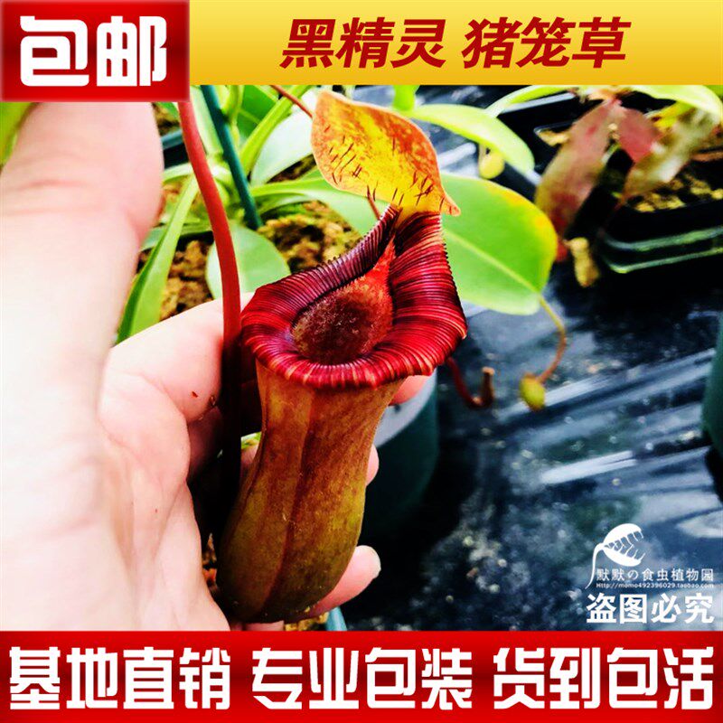 食虫植物-黑精灵猪笼草【劳氏交红葫芦猪笼草  小苗 】