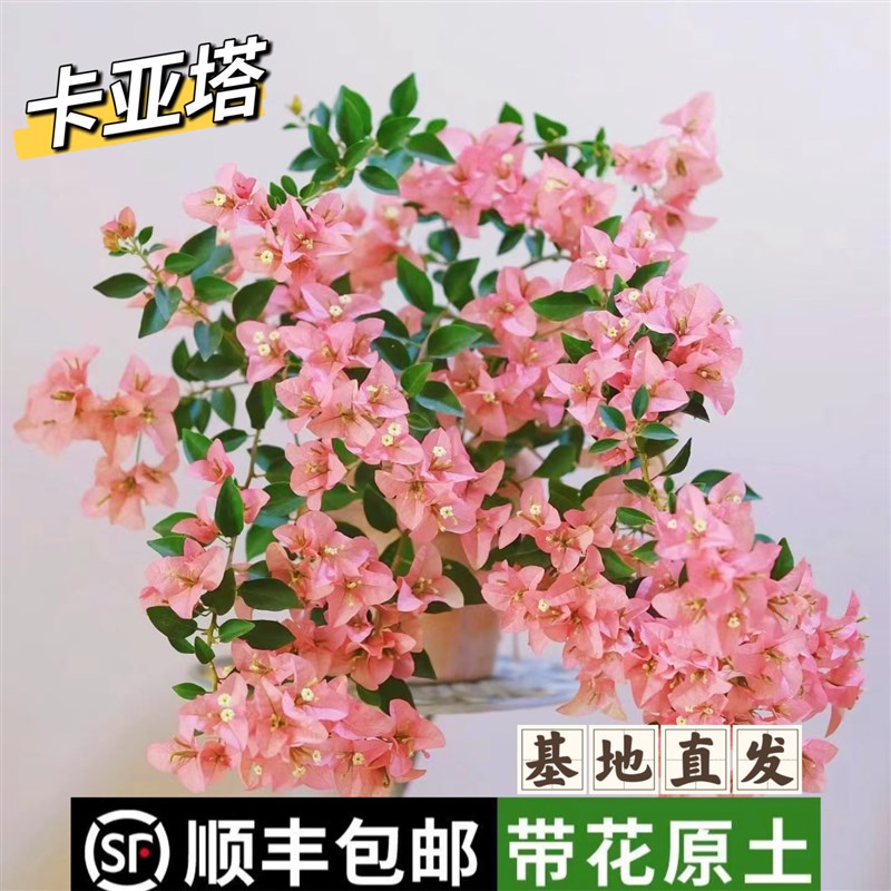 卡亚塔三角梅原生苗四季开花阳台爬藤垂丝稀有品种阳台窗台花卉