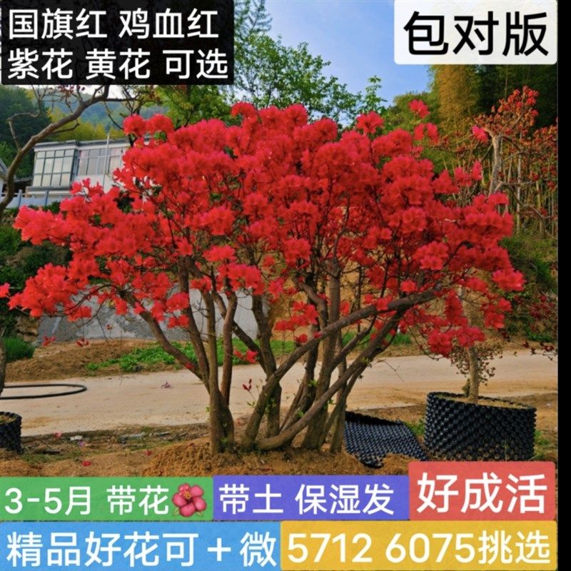 【包成活 花苞】别映红杜鹃花盆景庭院植物老桩黄花紫花