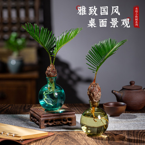培植物铁树小盆栽公室一帆风顺情绪解压绿植