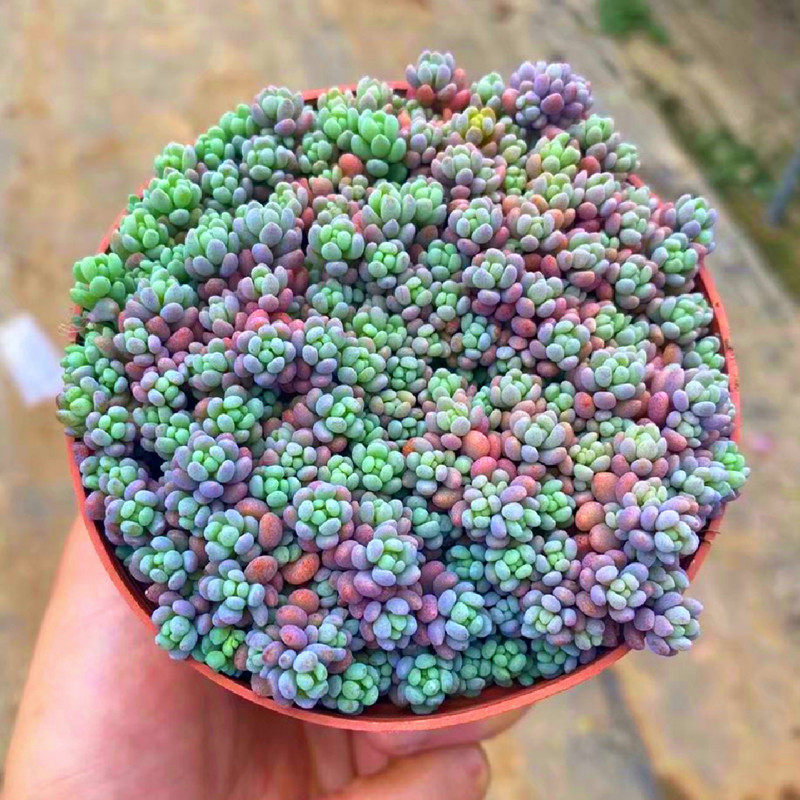彩色大叶姬星美人多肉植物稀有品种办公桌美观防辐射花卉盆栽绿植