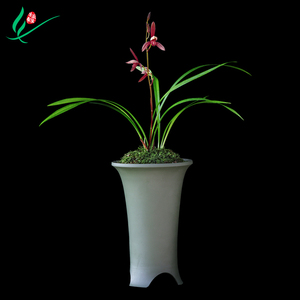建兰四季兰花暮山紫浓香花卉盆景盆栽土绿植兰带草植物花苞名贵苗