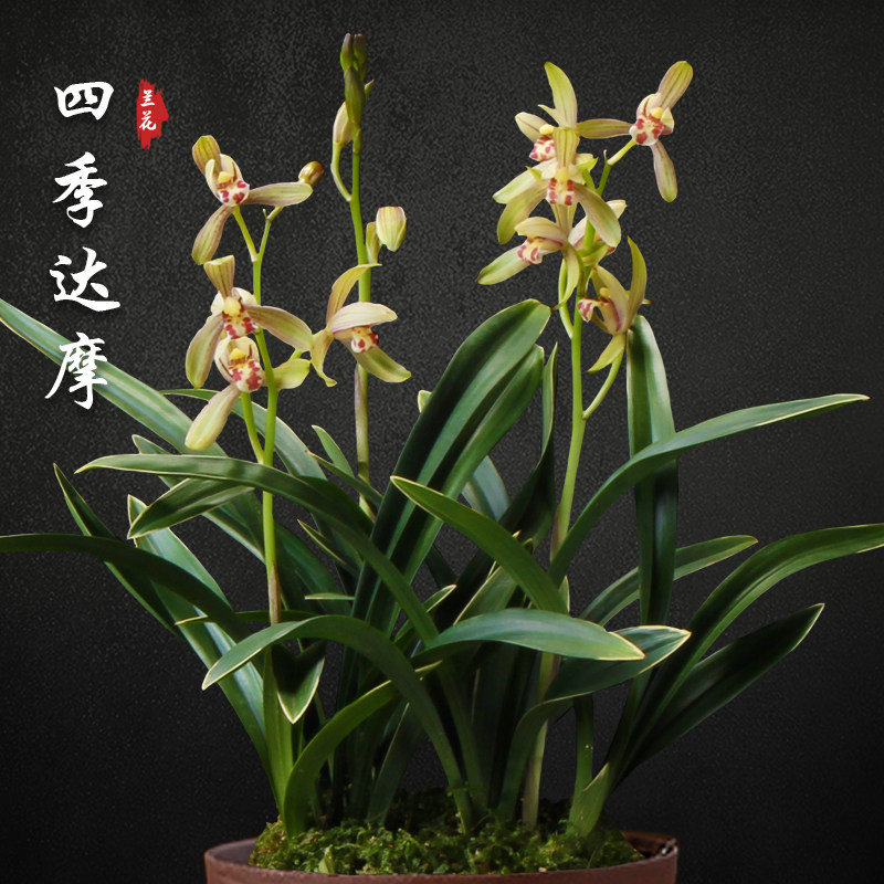四季达摩 矮种金边兰花苗盆栽四季兰草名贵浓香花苞香兰建兰花卉