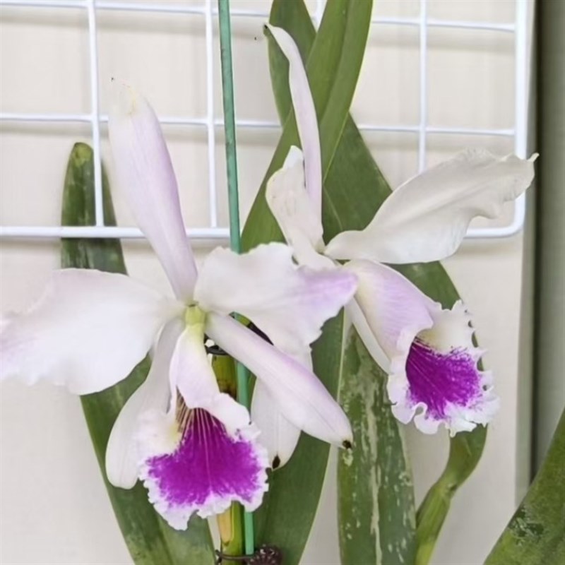 卡特兰原卡原半白拉比盆连体今年开花苗室内办公室绿植花卉洋兰花
