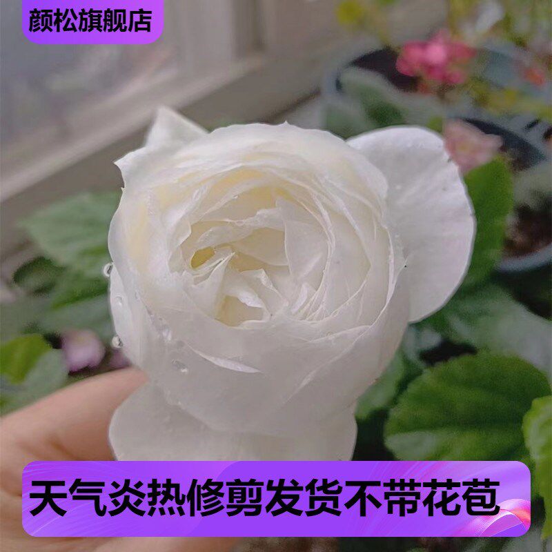 多季开大花浓香伊芙婚礼之路月季花苗纯白色玫瑰盆栽阳台观花植物