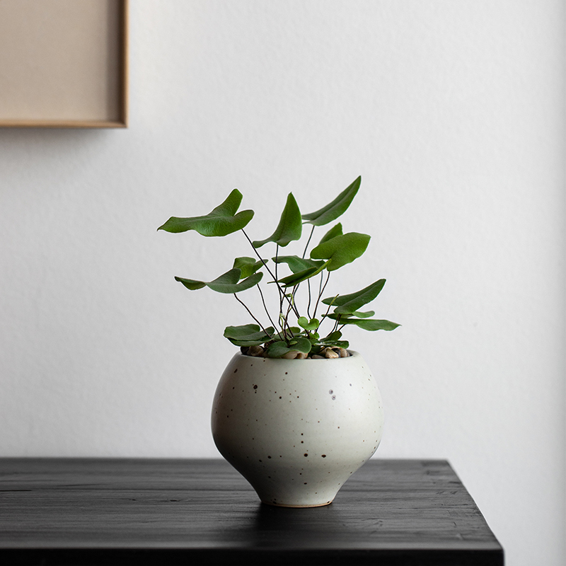 心愿厥盆栽办公室茶桌客厅趣味绿植蕨类耐阴室内净化空气花卉植物