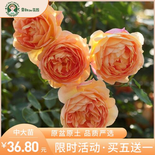 雷叔的花园夏洛特夫人月季中大苗浓香型盆栽拱门爬藤院墙四季开花