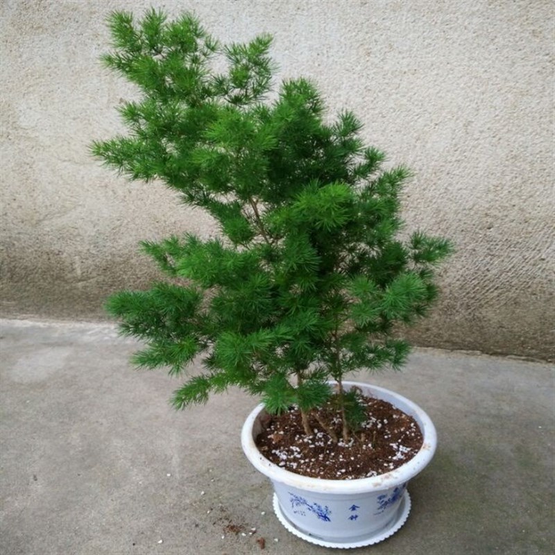 蓬莱松苗盆栽花卉绿招财植物小盆景四季常青室内阳台耐寒花