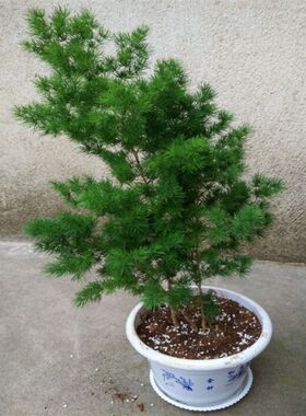 蓬莱松苗盆栽花卉绿招财植物小盆景四季常青室内阳台耐寒花