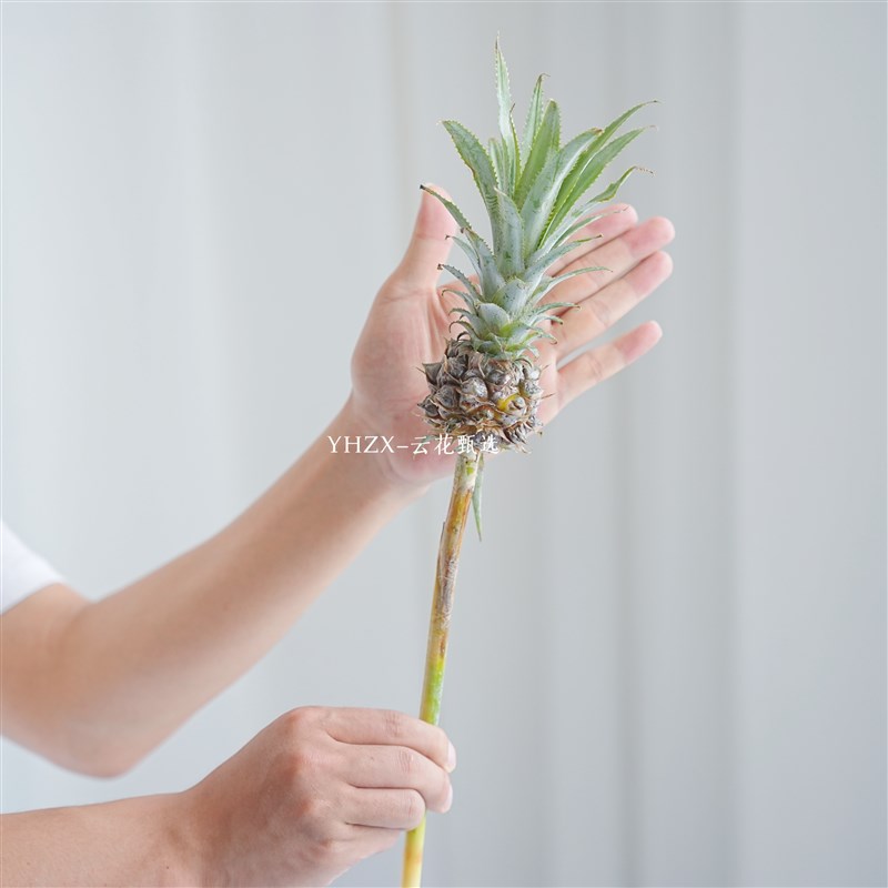 【云花甄选】黑凤梨迷你菠萝花鲜切瓶插花级情人节表白七夕