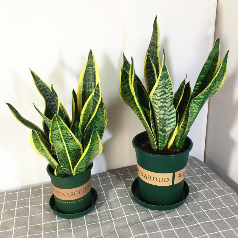 虎兰植物 室内金边虎尾兰盆栽绿植辐射吸甲醛花卉