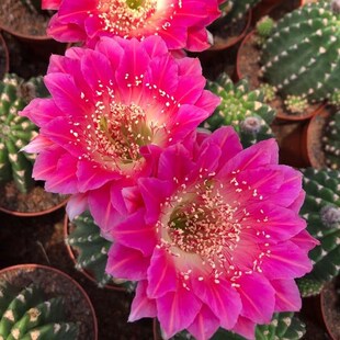 【阿尔特娜】丽花属仙人球仙人掌大花绿植趣味多肉防辐射阳台盆栽