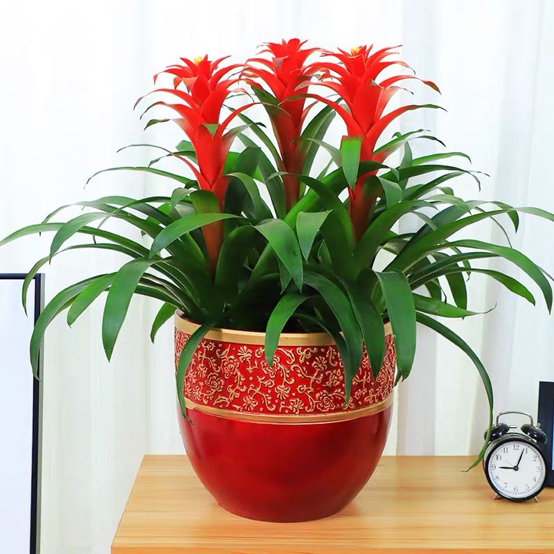 鸿运当头盆栽大型植物室内绿植招财凤梨花卉小红星开张乔迁送礼