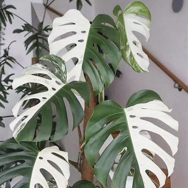龟背竹锦白锦洒金龟背竹 室内观叶植物热带植物绿植盆栽 钰涵花园