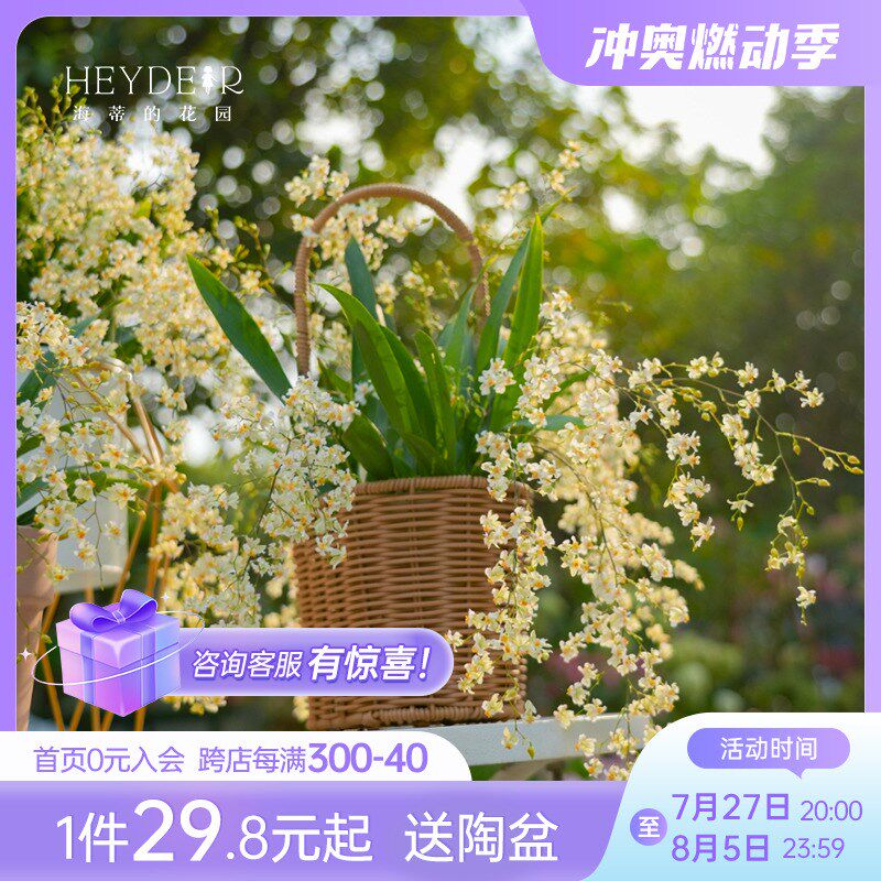 海蒂的花园文心兰梦香兰带花苞兰花苗桌面客厅花卉植物室内花盆栽