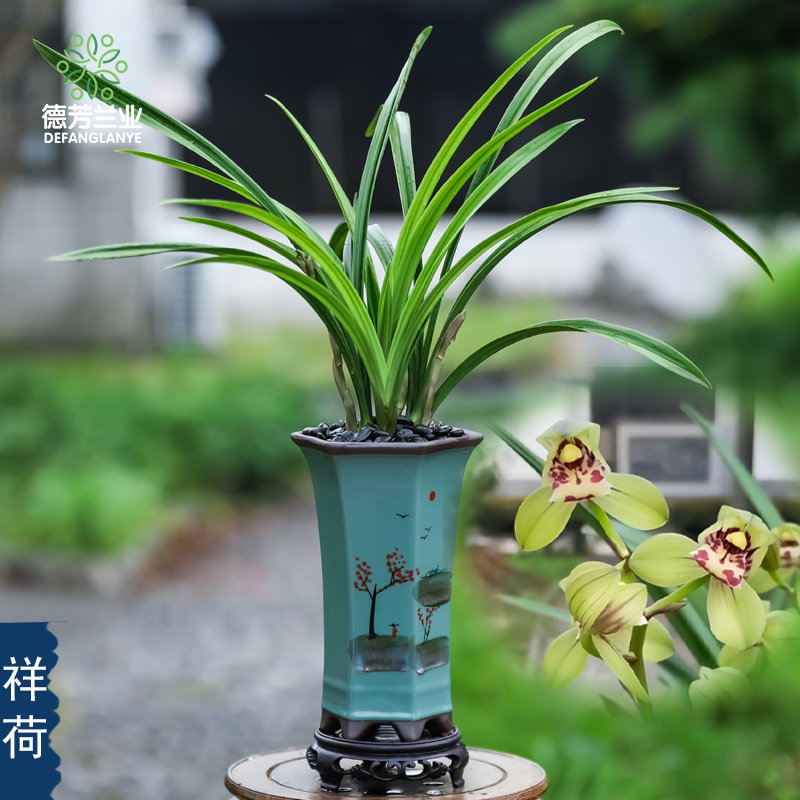 德芳兰园兰花苗建兰荷瓣祥荷带瓷盆种好好养室内阳台客厅绿植盆栽
