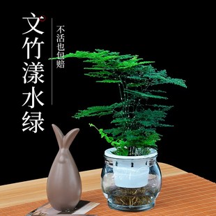文竹水培绿植办公室内桌面水养绿萝花卉客厅茶几净化空气四季 养活
