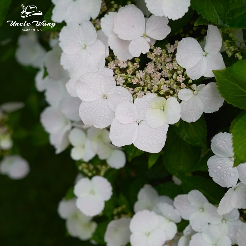种花王大爷仙女新娘绣球花卉盆栽苗多季开花阳台庭院白色逃跑新娘