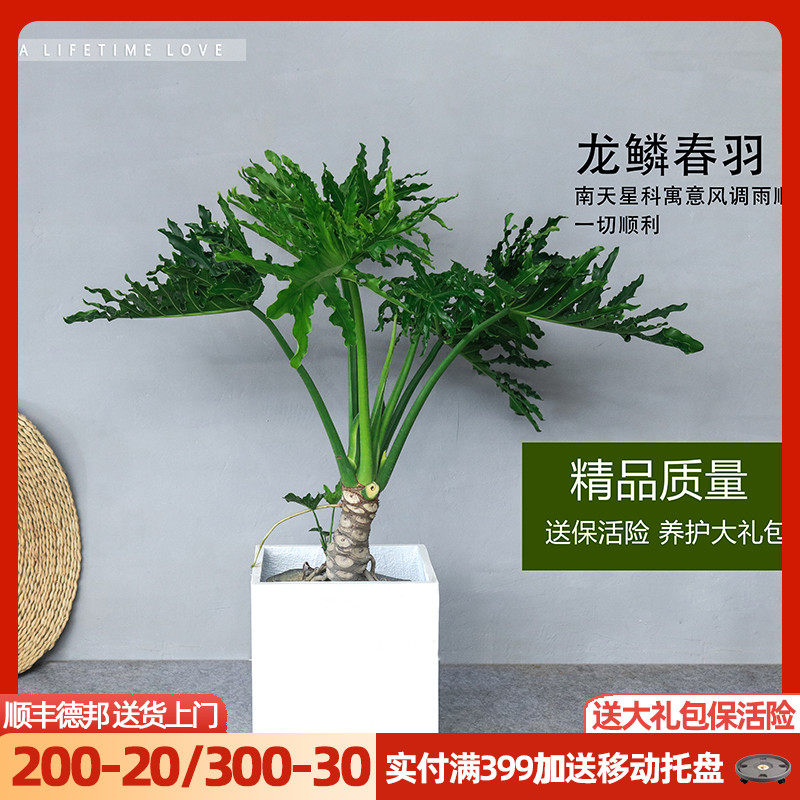 龙鳞春羽老桩大号绿植盆栽办公室客厅盆景净化空气室内观叶大植物