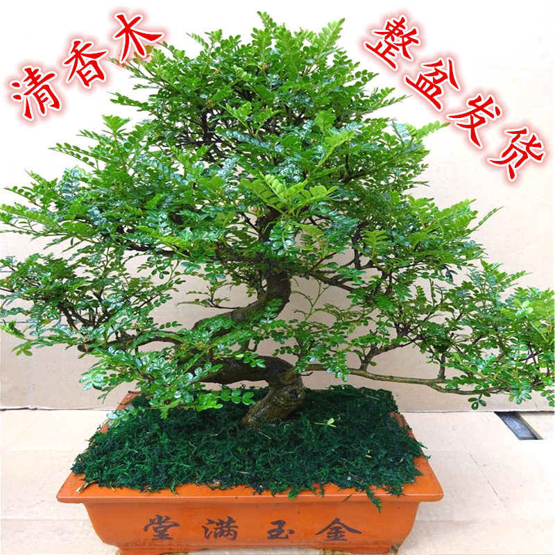 高档大型室内植物盆景 清香木盆栽绿植驱蚊虫四季常青胡椒木盆景