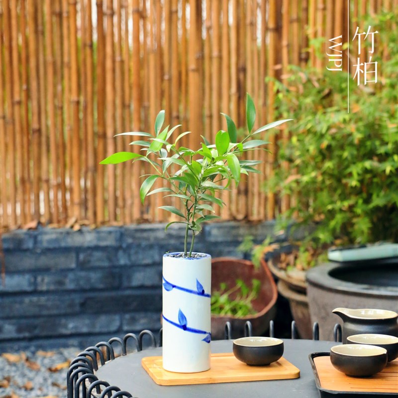 竹柏艺术盆栽桌面茶台办公桌装饰绿植