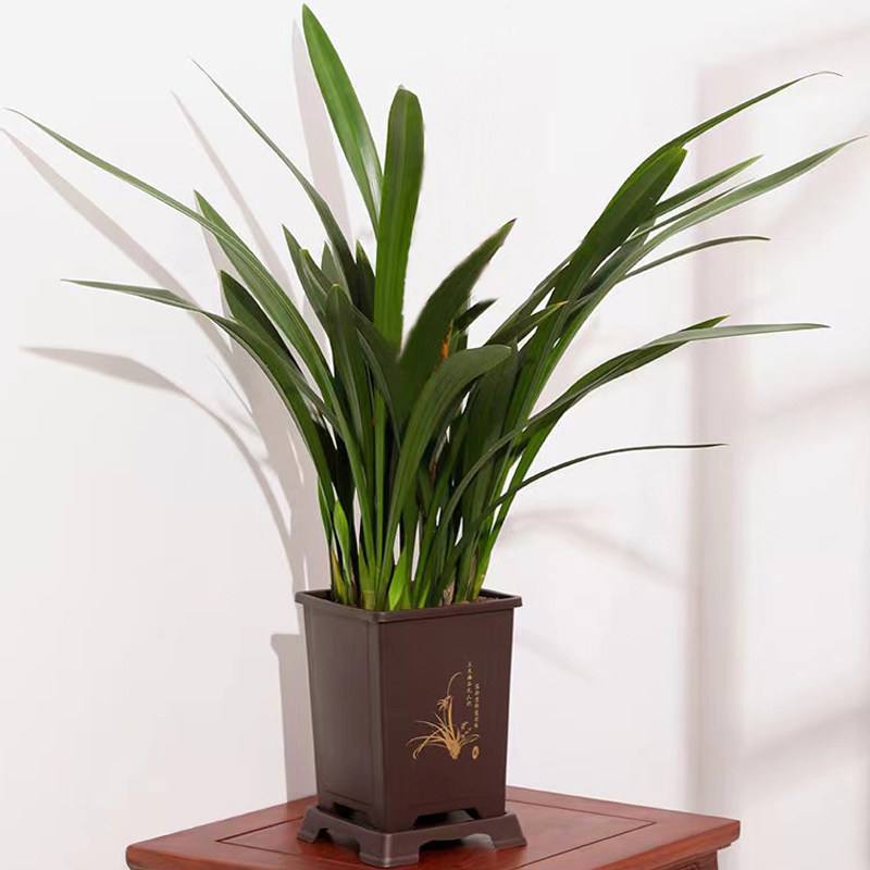 兰花盆栽直销墨兰企黑名贵浓香宽叶兰花苗花卉绿植物室内四季好养