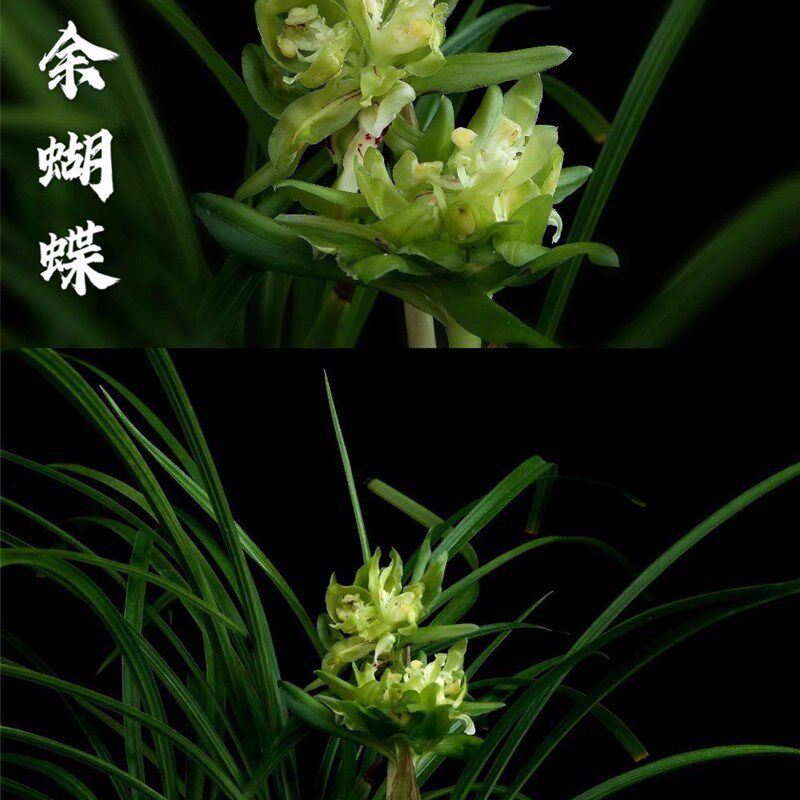 精品兰花*余蝴蝶* 春兰奇花代表浓香型兰花花卉盆栽【浙江嘉兰】