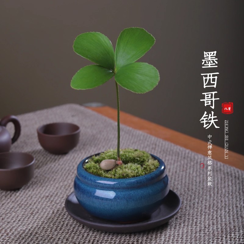 墨西哥铁树苏铁宝宝办公室内茶几书桌面绿植盆栽客厅观叶净化空气