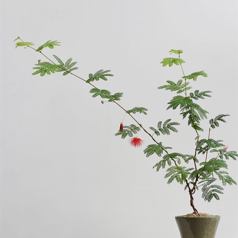 姬合欢 绿植观叶观花植物 耐热 桌面盆栽 四季常绿