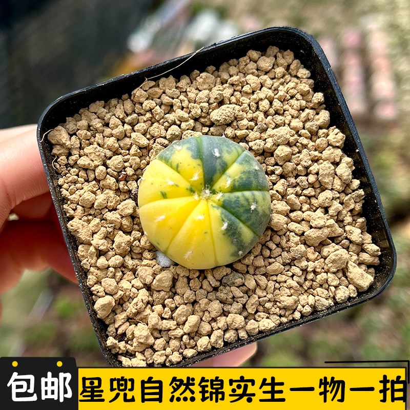 星兜锦实生仙人球一物一拍自然锦多肉植物无刺仙人掌小南瓜盆栽