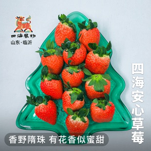 四海风物安心草莓香野隋珠草莓花香产地直发甜过红颜章姬