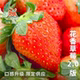 包邮 年货节四海风物臻选草莓2.0限定供应香野花香隋珠新品 当日摘