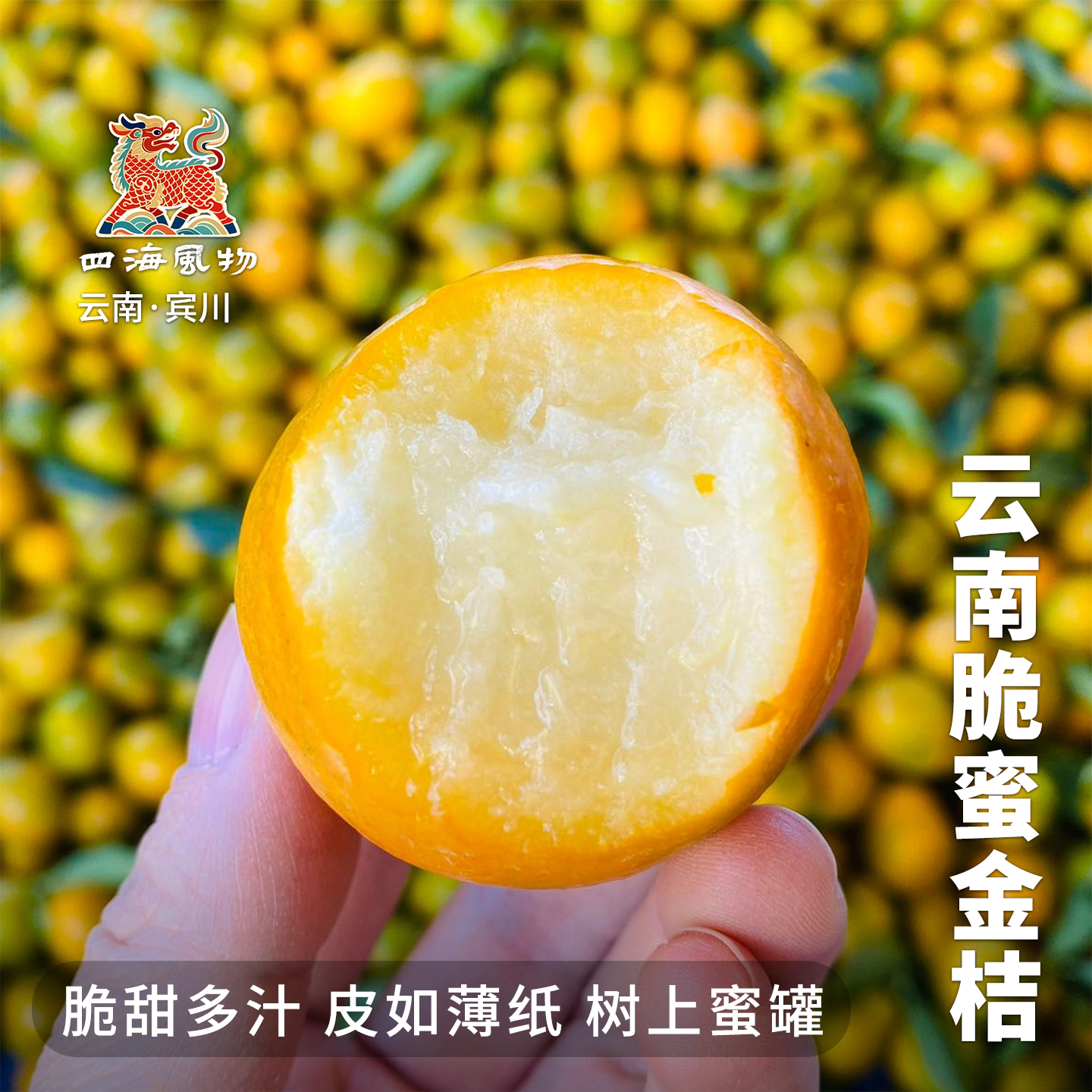 四海风物云南宾川正宗脆蜜金桔金柑当季现摘新鲜水果纯甜无籽包邮